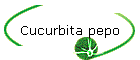 Cucurbita pepo