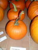 20100921005.jpg (43390 byte)