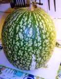20111118-005.JPG (342320 byte)